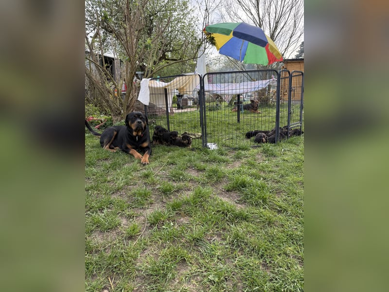 Rottweiler Welpen