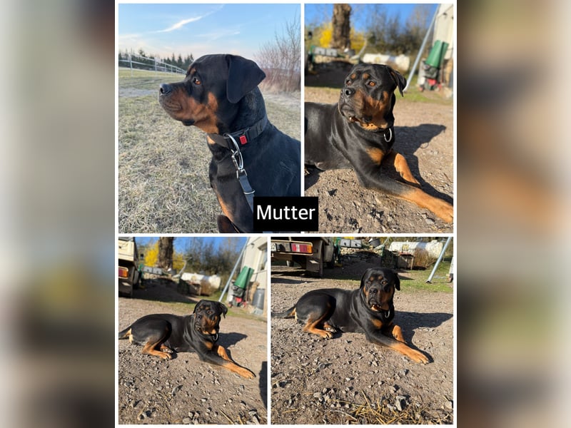 Rottweiler Welpen
