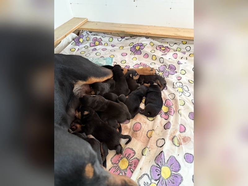 Rottweiler Welpen