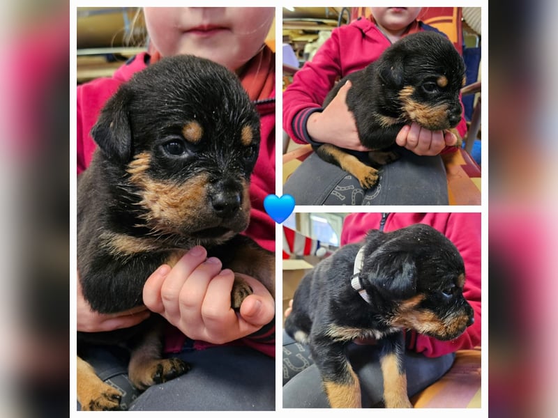 Rottweiler Welpen