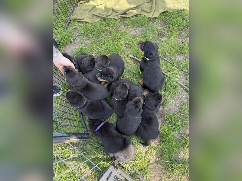 Rottweiler Welpen