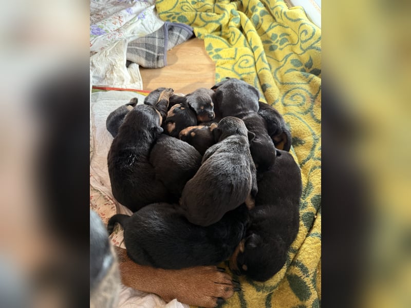 Rottweiler Welpen