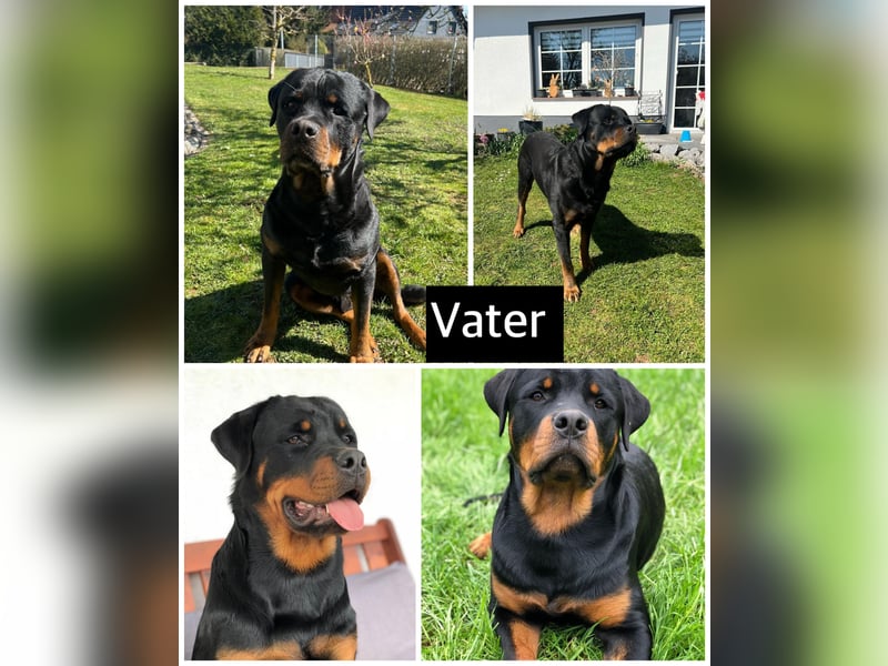 Rottweiler Welpen