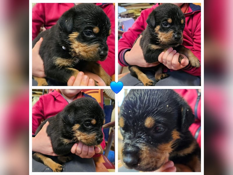 Rottweiler Welpen