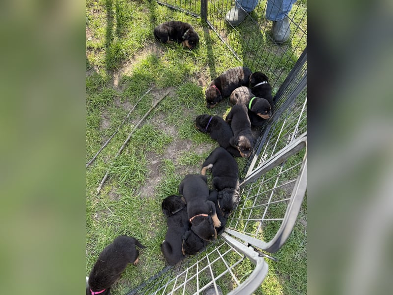 Rottweiler Welpen