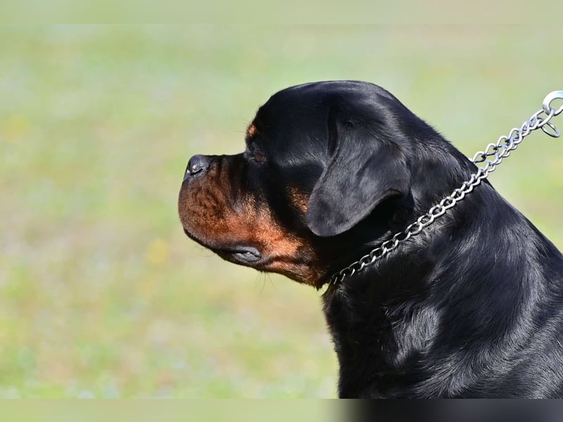 Rottweiler welpen