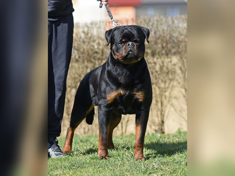 Rottweiler welpen