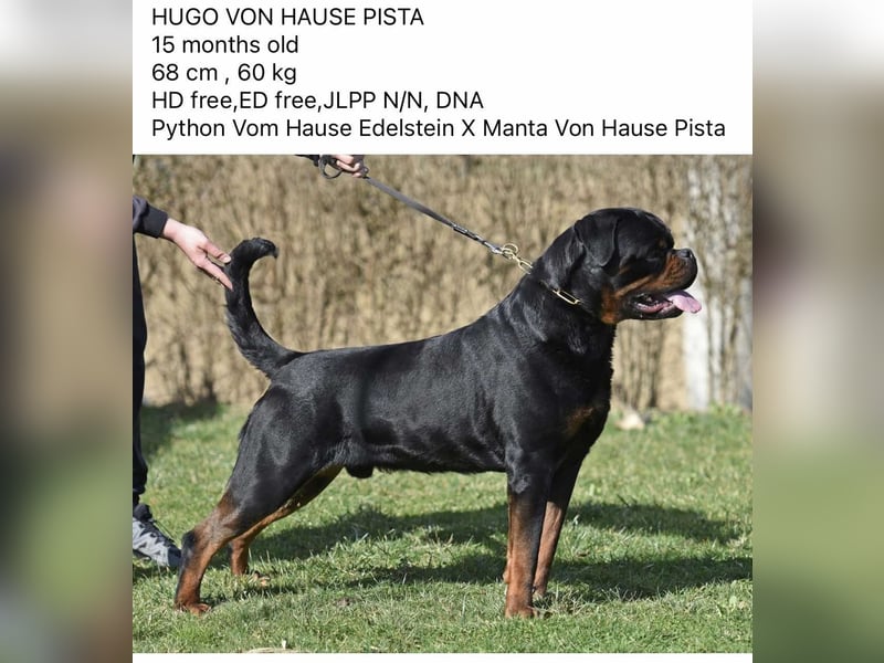 Rottweiler welpen