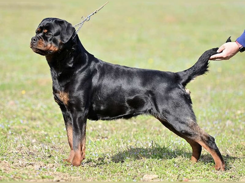 Rottweiler welpen
