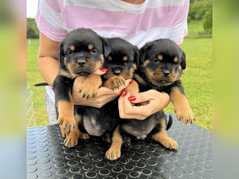 Rottweiler welpen