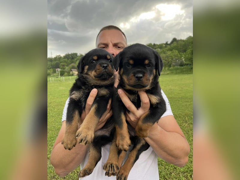 Rottweiler welpen