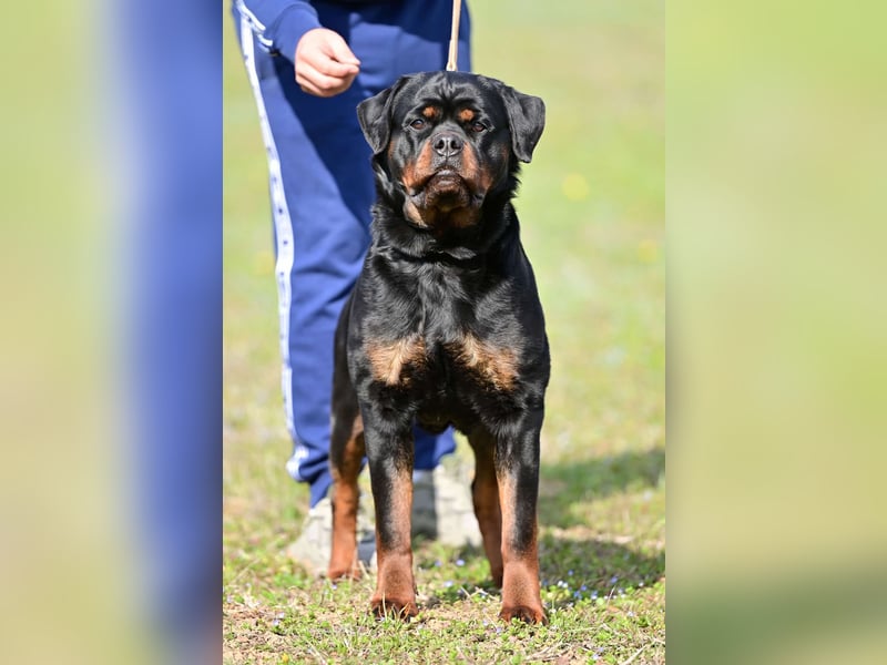 Rottweiler welpen