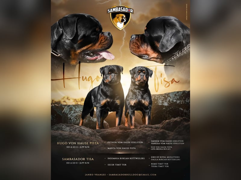 Rottweiler welpen