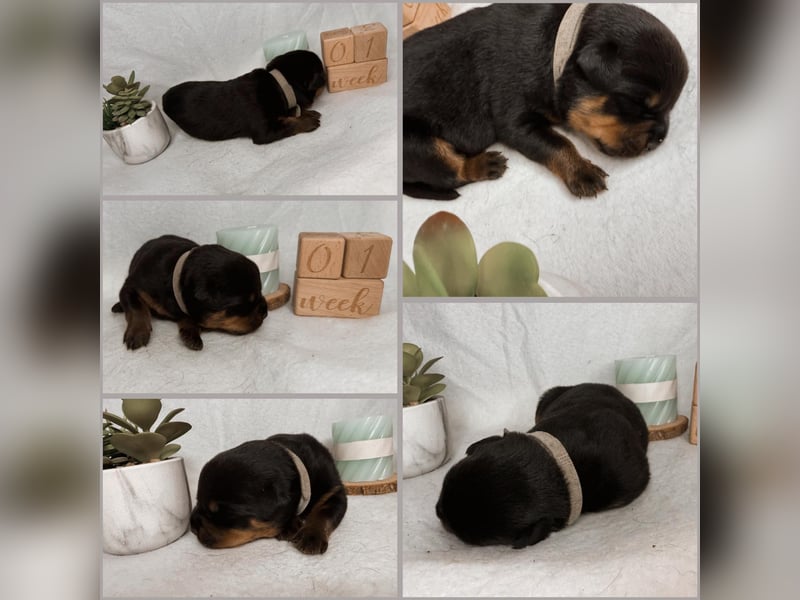 Rottweiler Welpe