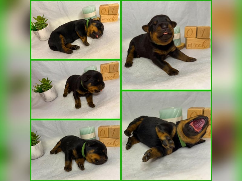 Rottweiler Welpe