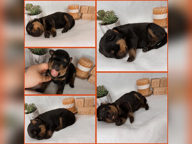 Rottweiler Welpe