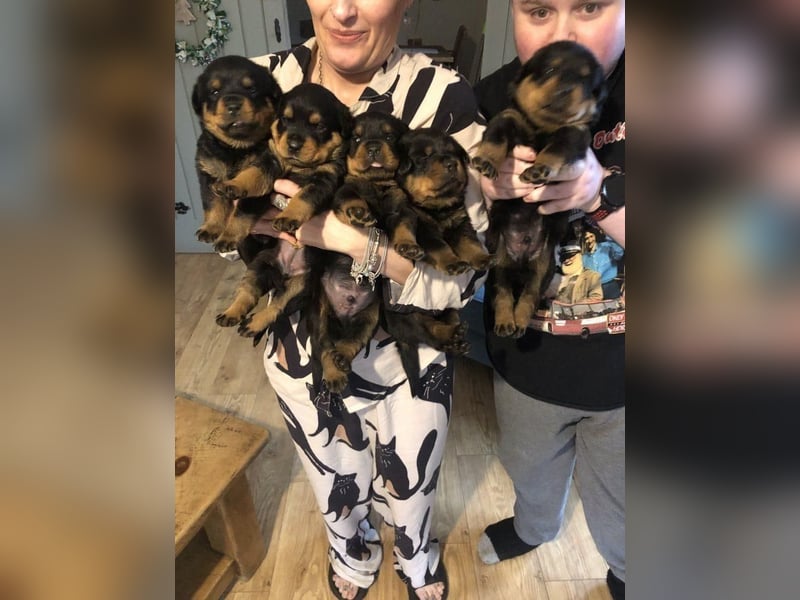 Rottweiler welpen