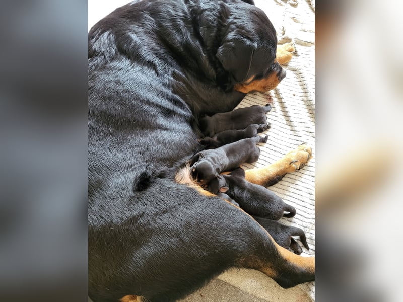 Rottweiler- Rottweiler/Labradormischlinge
