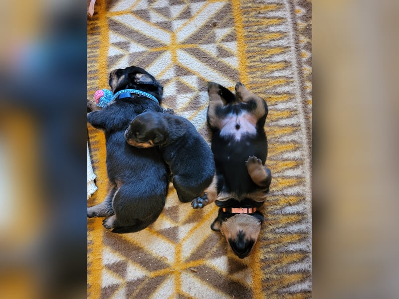 Rottweiler- Rottweiler/Labradormischlinge
