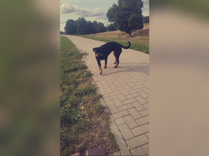 Rottweiler- Rottweiler/Labradormischlinge
