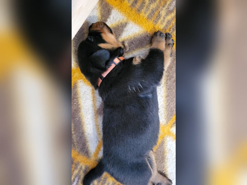 Rottweiler- Rottweiler/Labradormischlinge