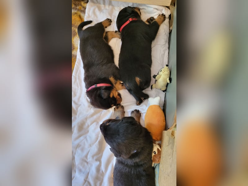 Rottweiler- Rottweiler/Labradormischlinge