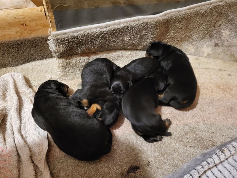 Rottweiler- Rottweiler/Labradormischlinge