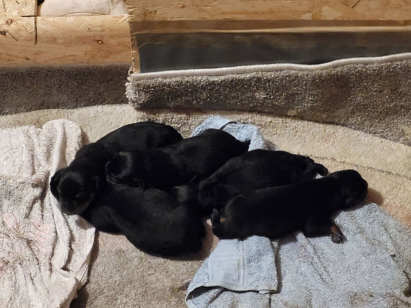 Rottweiler- Rottweiler/Labradormischlinge