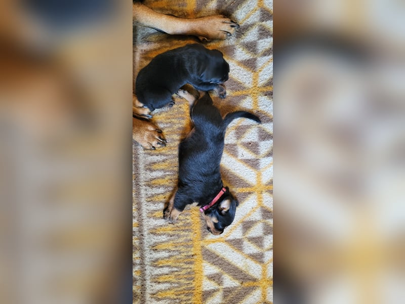 Rottweiler- Rottweiler/Labradormischlinge