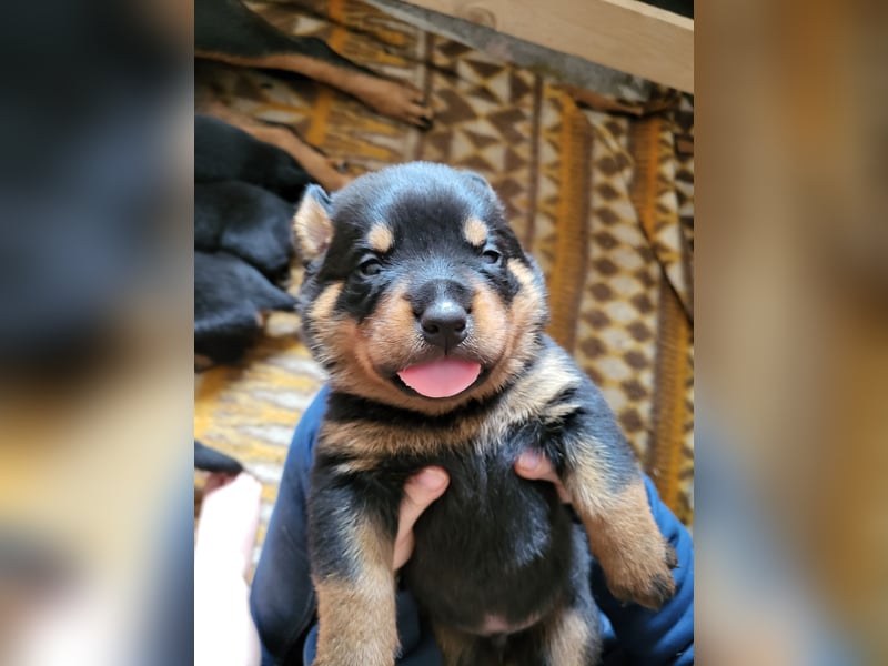 Rottweiler- Rottweiler/Labradormischlinge