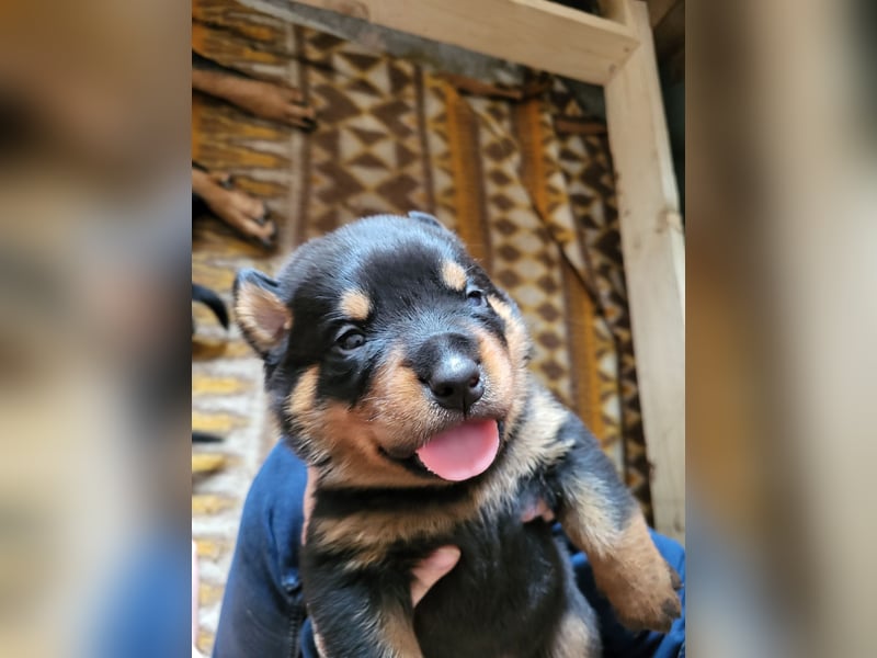 Rottweiler- Rottweiler/Labradormischlinge