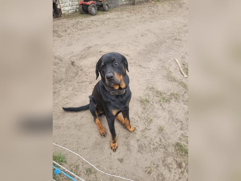 Rottweiler- Rottweiler/Labradormischlinge
