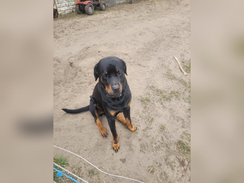 Rottweiler- Rottweiler/Labradormischlinge