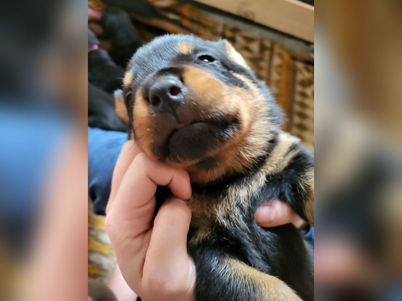 Rottweiler- Rottweiler/Labradormischlinge