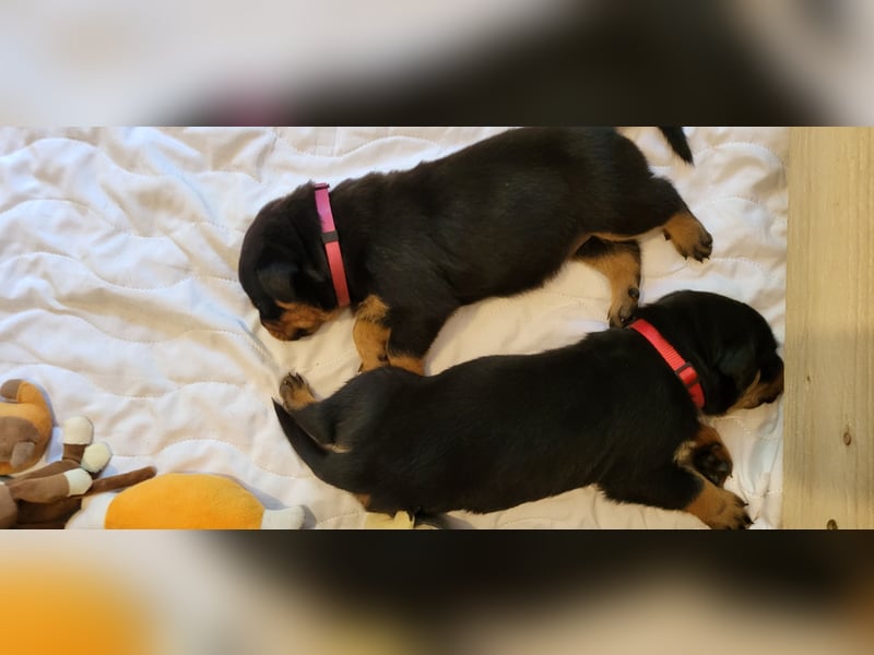 Rottweiler- Rottweiler/Labradormischlinge