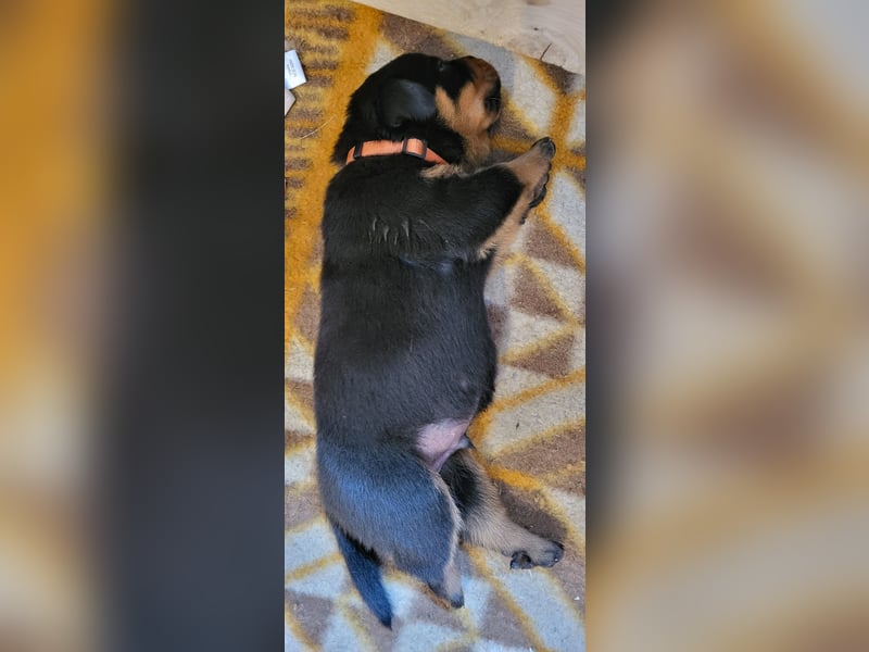 Rottweiler- Rottweiler/Labradormischlinge