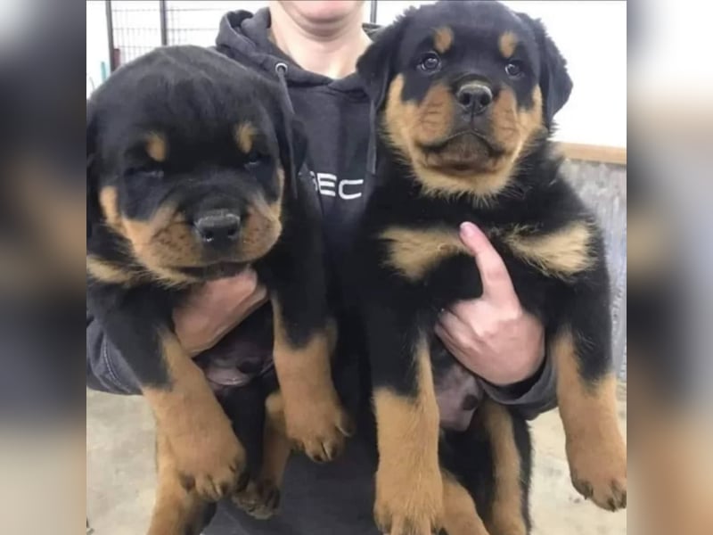Rottweiler welpen