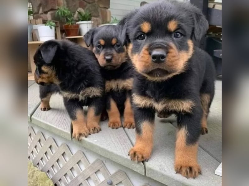 Rottweiler welpen