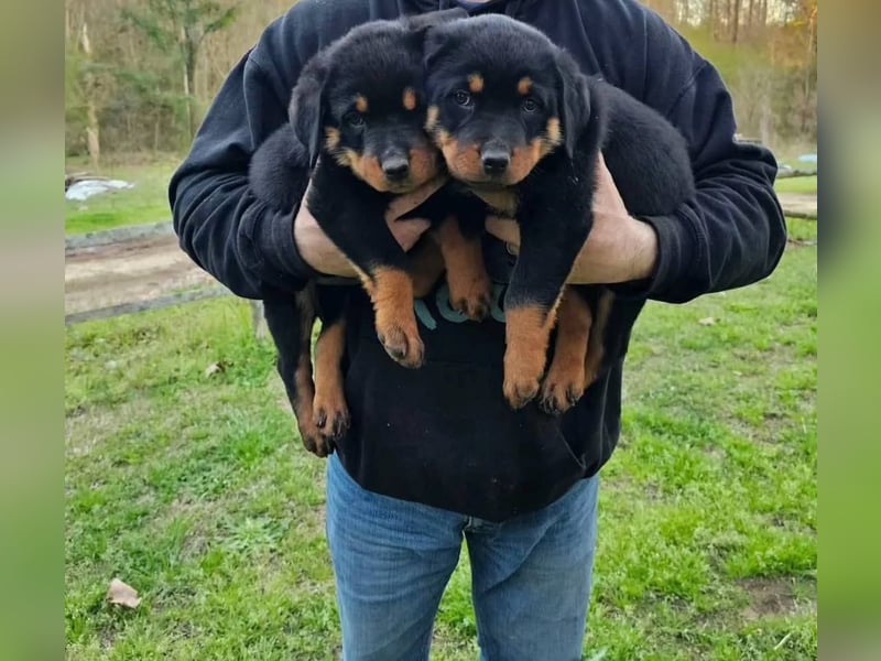 Rottweiler welpen