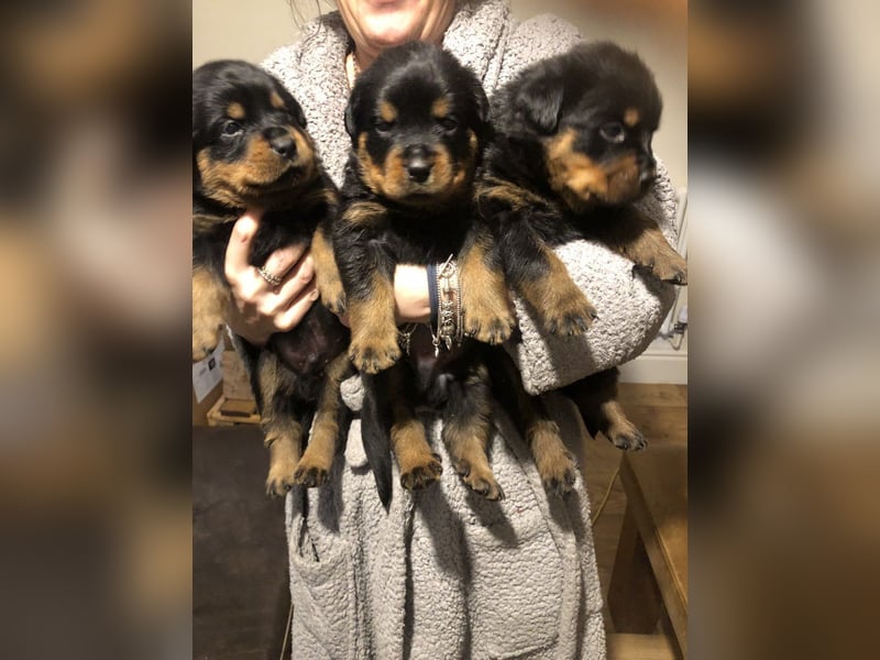 Beautiful Rottweiler welpen