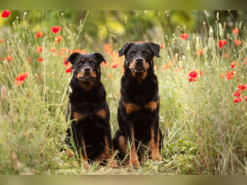 Kira – treue Gefährtin sucht mit unserer Hilfe ein neues Zuhause