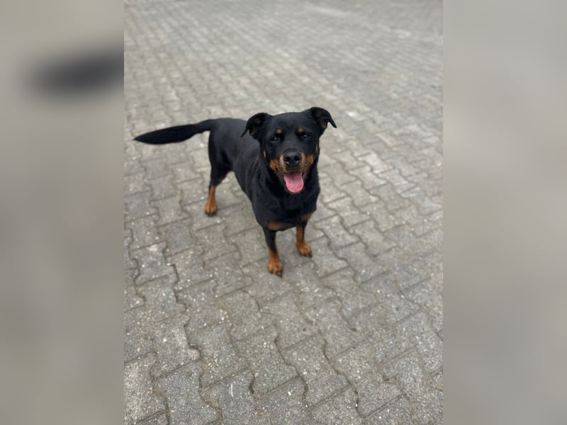 Kira – treue Gefährtin sucht mit unserer Hilfe ein neues Zuhause