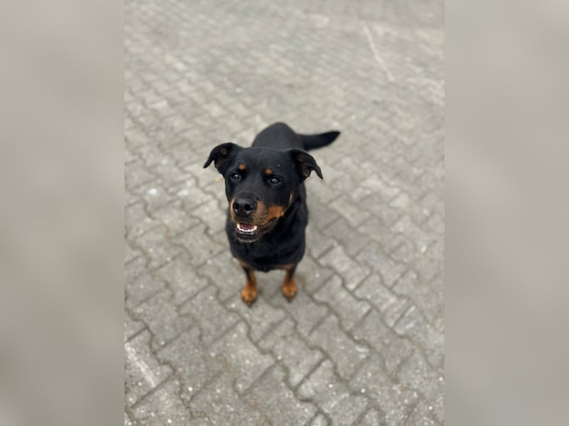 Kira – treue Gefährtin sucht mit unserer Hilfe ein neues Zuhause