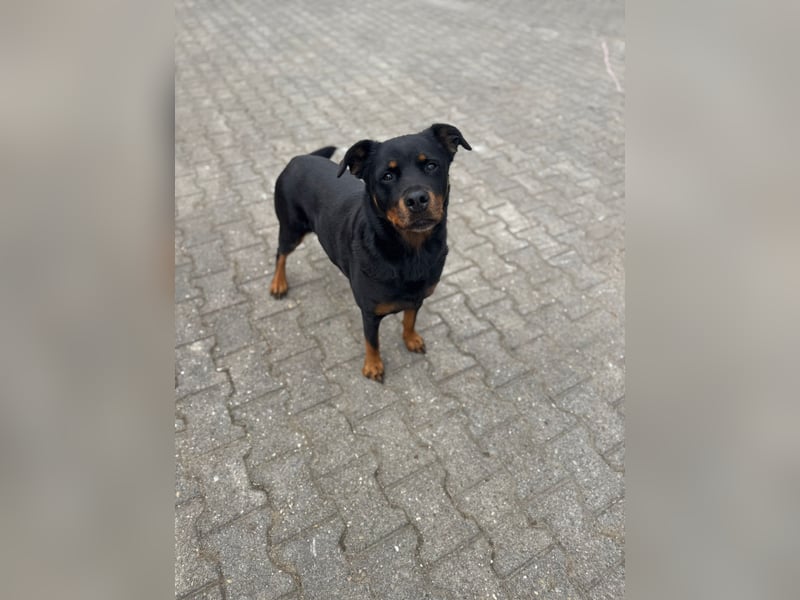 Kira – treue Gefährtin sucht mit unserer Hilfe ein neues Zuhause