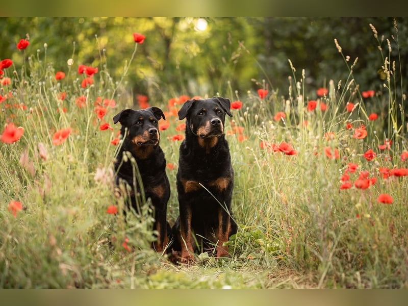 Kira – treue Gefährtin sucht mit unserer Hilfe ein neues Zuhause