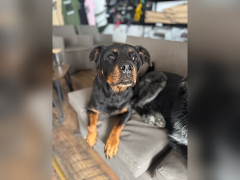 Kira – treue Gefährtin sucht mit unserer Hilfe ein neues Zuhause