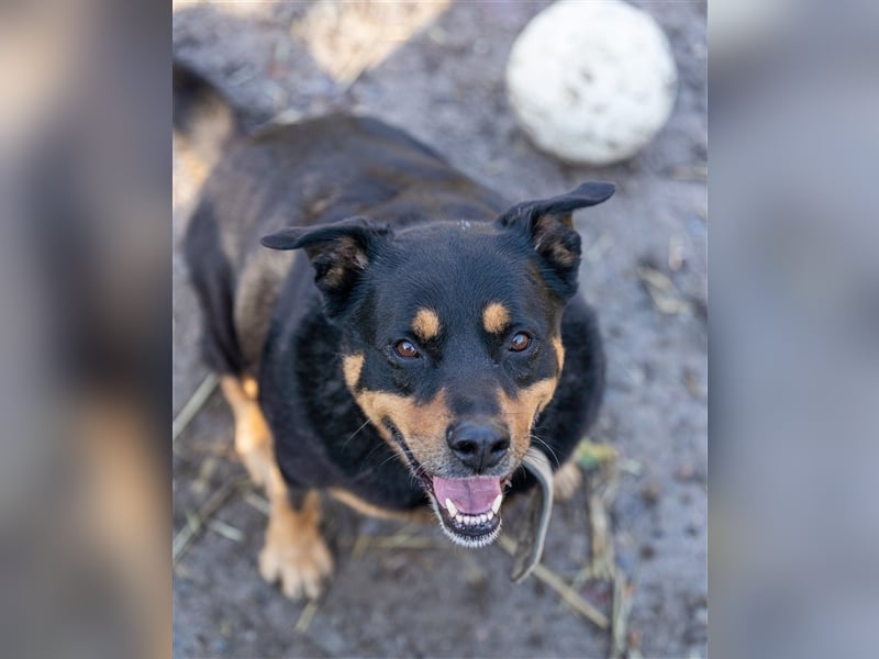 CHEWIE, Rottweiler Mix, geb. 10/2016