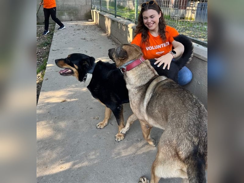 CHEWIE, Rottweiler Mix, geb. 10/2016