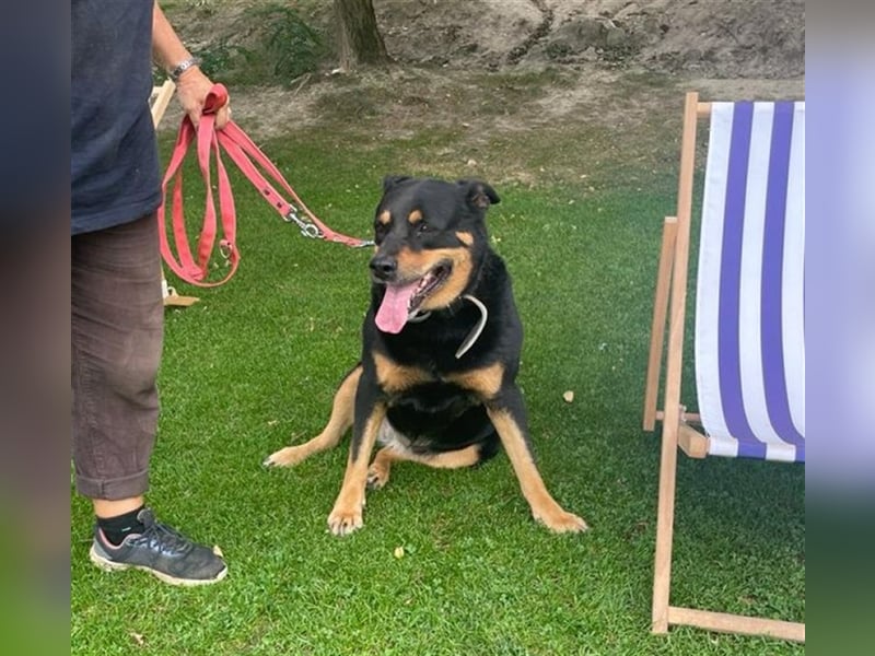 CHEWIE, Rottweiler Mix, geb. 10/2016