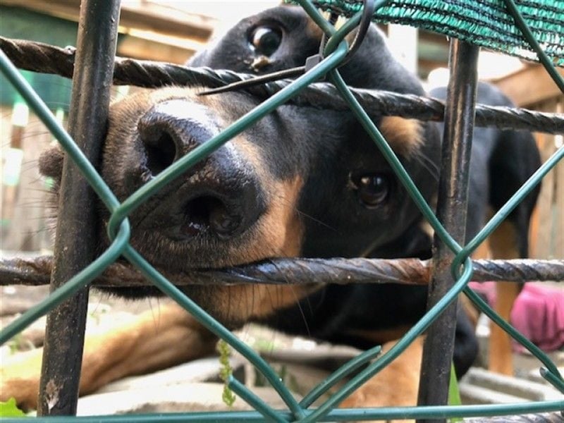 CHEWIE, Rottweiler Mix, geb. 10/2016